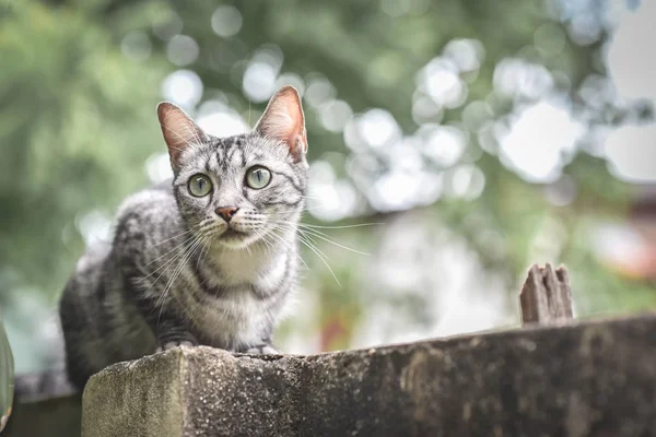 Gato en valla de piedra sobre jardín y árbol — Foto de Stock