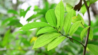 Bahçedeki rüzgarda üfleme yeşil yaprakları