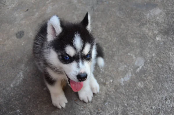 ほとんどのシベリアン ハスキー 青い目をしたかわいい赤ちゃん犬が地面に座る — ストック写真