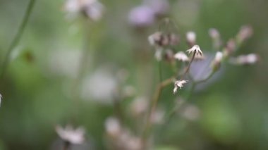 yeşil çim ve çiçek kapat 