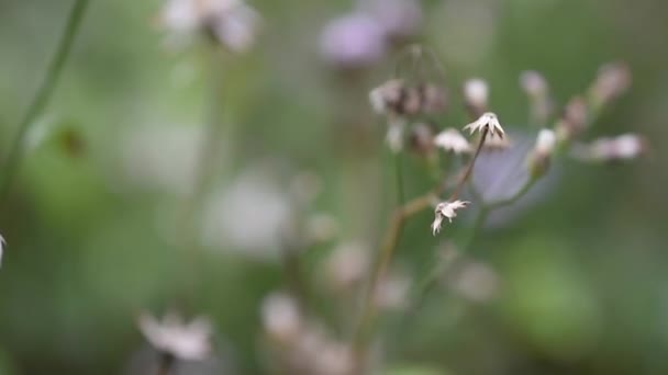 Green Grass Flower Close — Stock Video