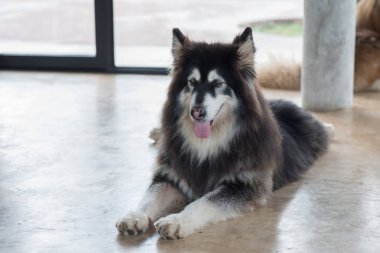 Alaskan Malamute oturma ve insanlar arıyorum