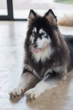 Alaskan Malamute oturma ve insanlar arıyorum