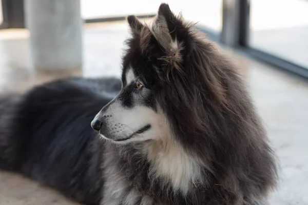 Alaskan Malamute Oturma Insanlar Arıyorum — Stok fotoğraf