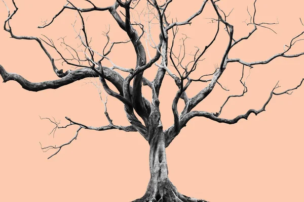 Velha Grande Árvore Gigante sozinho no fundo de cor silenciada . — Fotografia de Stock