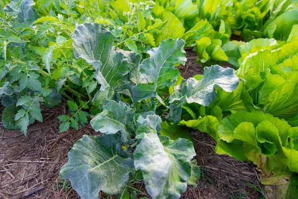 Légumes Bio Frais Dans Jardin — Photo