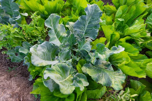 Légumes Bio Frais Dans Jardin — Photo