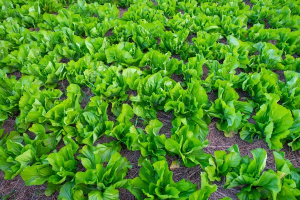 Légumes Bio Frais Dans Jardin — Photo