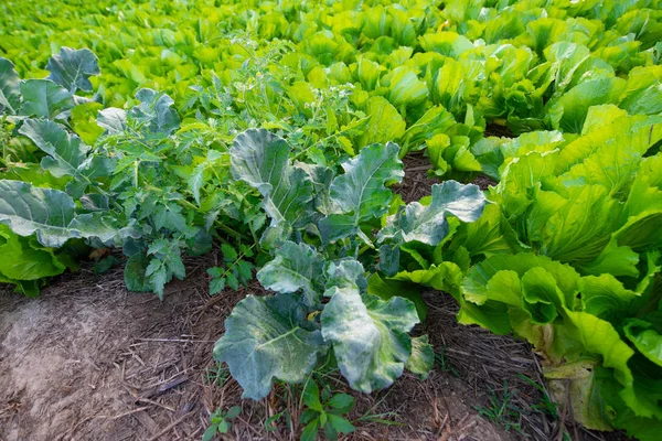 Légumes Bio Frais Dans Jardin — Photo