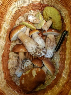 Tahta sepette mantar porcini Boletus var..