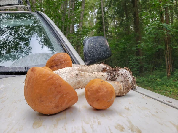 Paddestoel porcini Boletus op de vuile auto. — Stockfoto