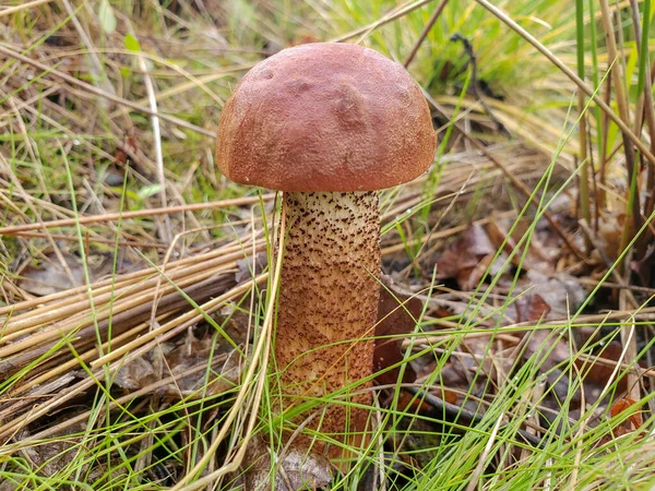 Heerlijk paar verse eetbare paddenstoelen in naaldbos. Jonge porcini paddenstoelen in het bos. — Stockfoto
