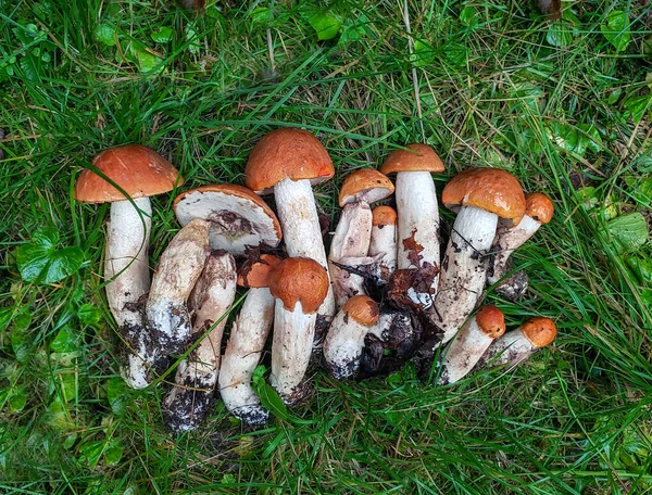 Heerlijk paar verse eetbare paddenstoelen in naaldbos. Jonge porcini paddenstoelen in het bos. — Stockfoto