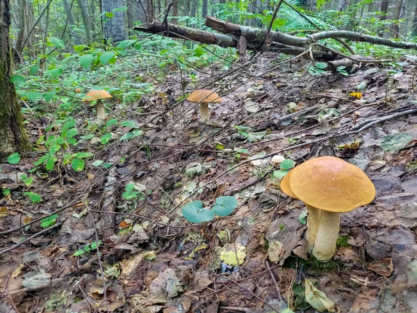 Heerlijk paar verse eetbare paddenstoelen in naaldbos. Jonge porcini paddenstoelen in het bos. — Stockfoto