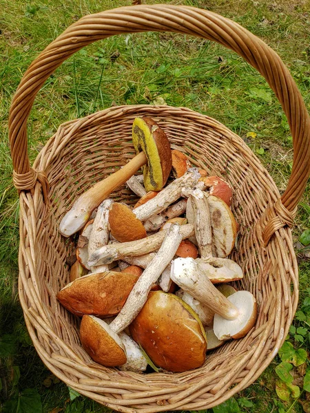 Mushroom porcini Boletus in the wooden basket. — Stock Photo, Image