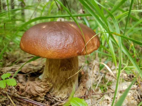 Lovely pair of fresh edible mushrooms in coniferous forest. Young porcini mushrooms in the woods. — Stock Photo, Image