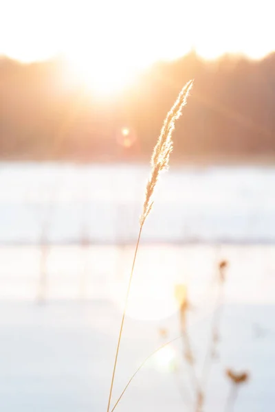 Fondo de invierno, heladas matutinas en la hierba con espacio para copiar — Foto de Stock