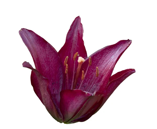 Offene violette Lilienblüte isoliert. lilium pensylvanicum auf weißem Hintergrund. — Stockfoto