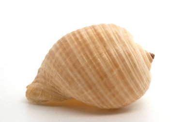 Akdeniz 'den gelen deniz kabuğu beyaz arka planda izole edilmiş.