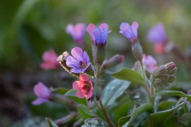 Unutma beni, kalp şeklinde küçük çiçekler.