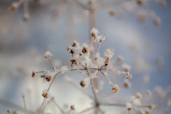 Fondo de invierno, heladas matutinas sobre la hierba en el hielo — Foto de Stock