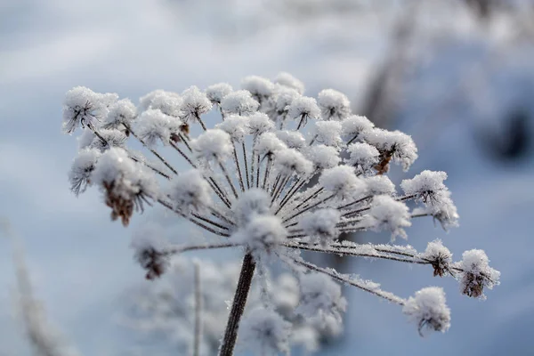 Fondo de invierno, heladas matutinas sobre la hierba en el hielo — Foto de Stock