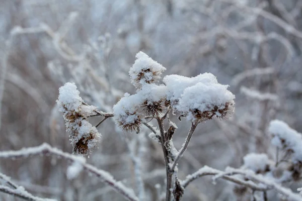 Fondo de invierno, heladas matutinas sobre la hierba en el hielo — Foto de Stock