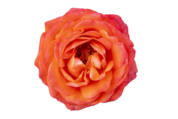 Piękna delikatna czerwona róża na białym tle — Zdjęcie stockowe