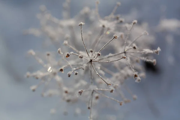 Зимний фон, утренние морозы на траве во льду — стоковое фото