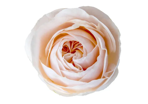 Piękna delikatna różowa róża na białym tle — Zdjęcie stockowe