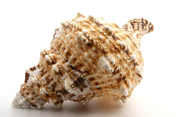 Akdeniz 'den gelen deniz kabuğu beyaz arka planda izole edilmiş.