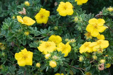 Potentilla fruticosa Goldstar Shrubby Cinquefoil İngiltere 'de