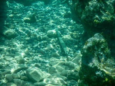 Suda izole malaya yarımgaga, iğne balık, Dermogenys pusilla