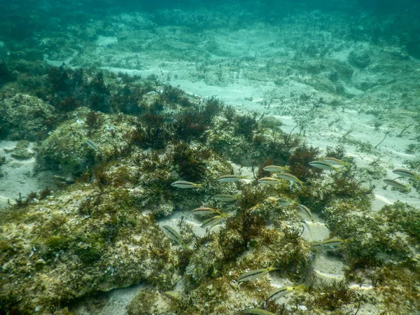 Demi-bec malayen isolé dans l'eau, poisson aiguille, Dermogenys pusilla — Photo