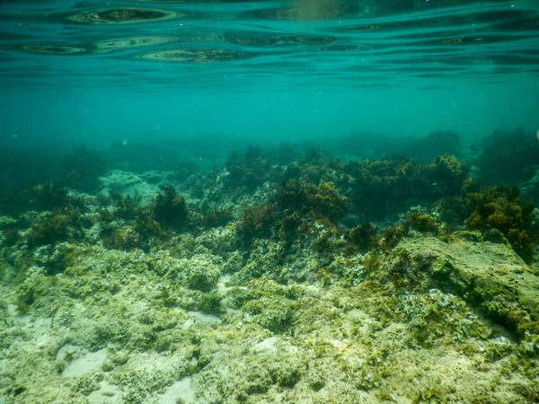Halfbeak malayan isolado na água, peixe agulha, Dermogenys pusilla — Fotografia de Stock