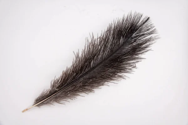 Fragment of an ostrich feather. black feather. black and white background. black ostrich feather — 스톡 사진