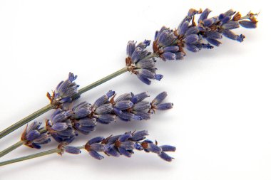 beyaz arkaplanda kuru menekşe lavantası