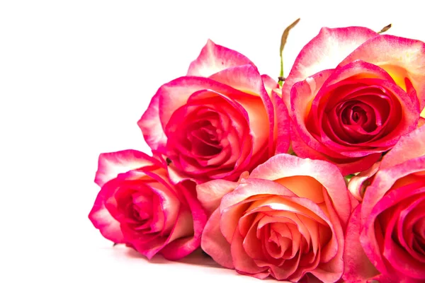 Świeże czerwone róże pąki w kształcie serca na białym — Zdjęcie stockowe