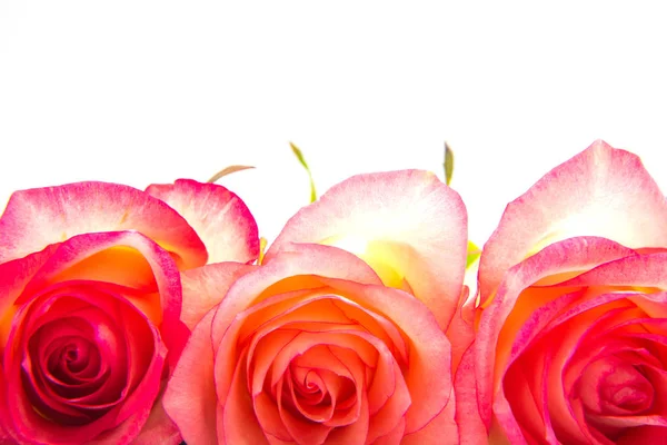 Nagłówek panorama wzór piękne czerwone róże. front-end — Zdjęcie stockowe