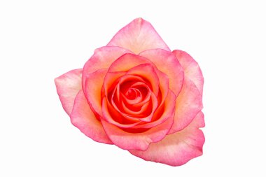 Beyaz arkaplanda kırmızı gül izole edildi