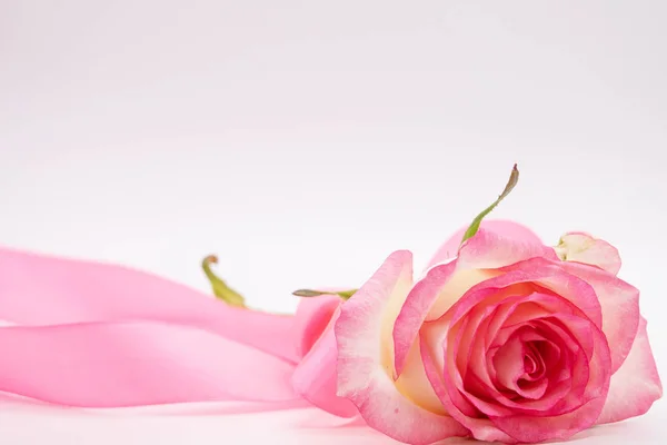Czerwona róża i wstążka na białym tle. Walentynki tło — Zdjęcie stockowe