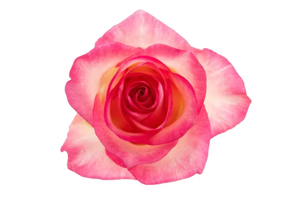 Beyaz arkaplanda kırmızı gül izole edildi