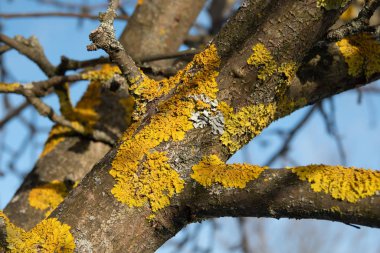 Yellow and blue and grey lichens on a tree clipart
