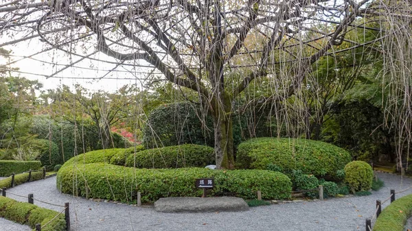 Automne au Japon à la recherche de feuilles rouges d'érable Kioto — Photo