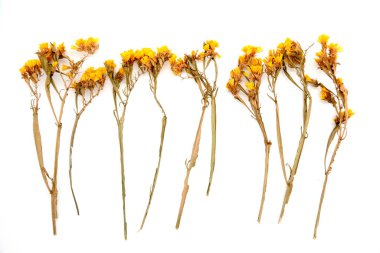 Mavi keçeli arka planda sarı limonyum