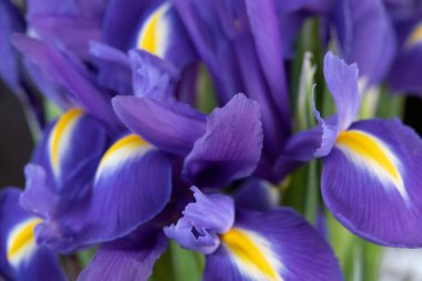 Mavi çiçekli irisler. Doğa ilkbahar güneşli arka plan. Bokeh ile yumuşak odak