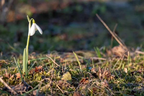 Snowdrop spring flowers. Fresh green well complementing the white blossoms.