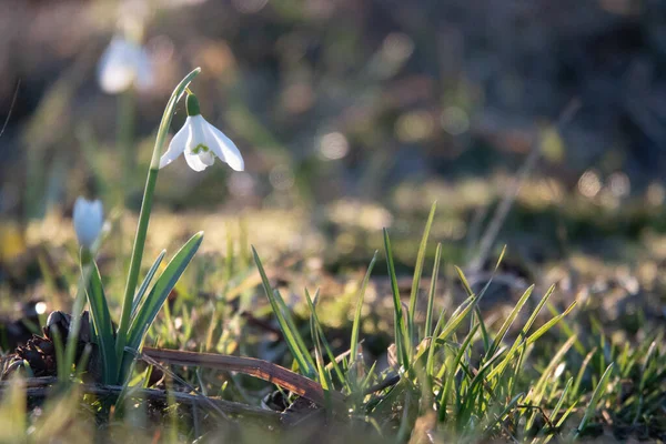 Snowdrop spring flowers. Fresh green well complementing the white blossoms.