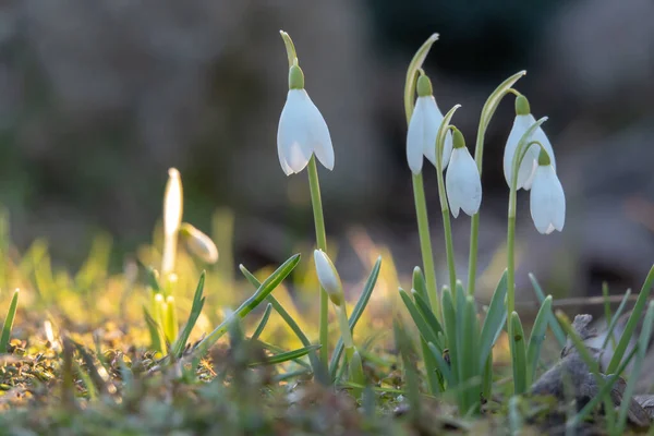 Snowdrop spring flowers. Fresh green well complementing the white blossoms.