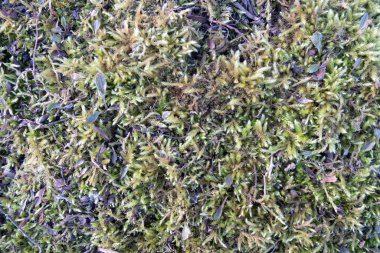 Yosun dokusu, kopyalama alanı olan arkaplan